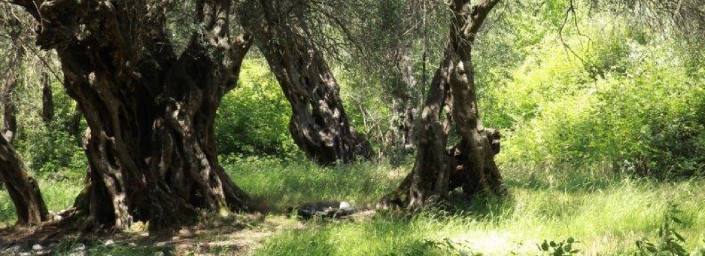 Corfu olive trees