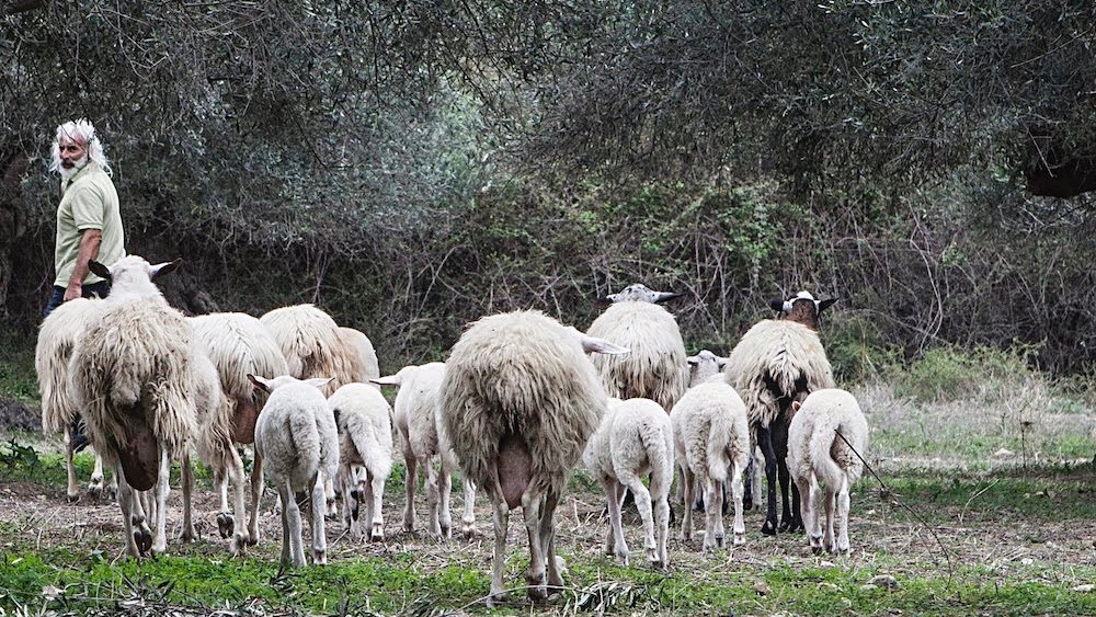 Man guiding sheep in olive grove