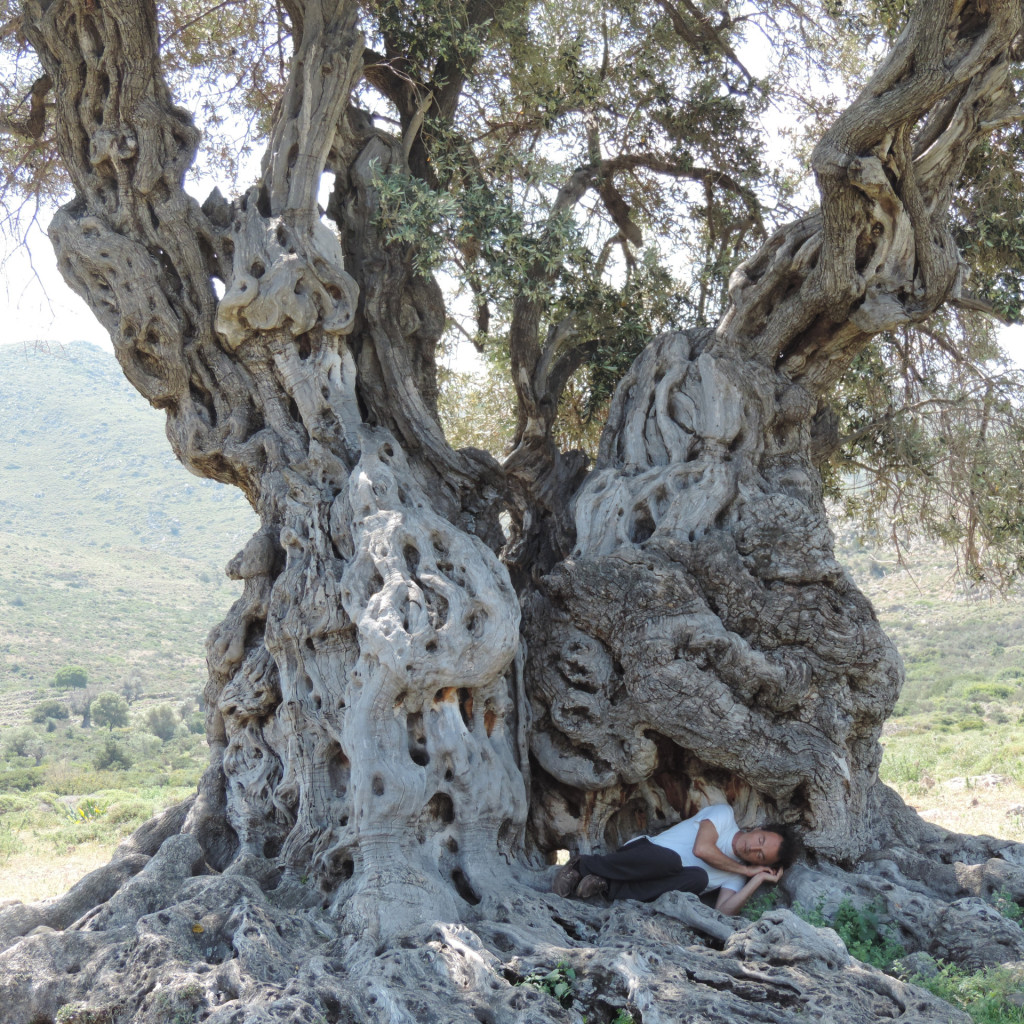 2,700 year old olive tree in Aigina Greece