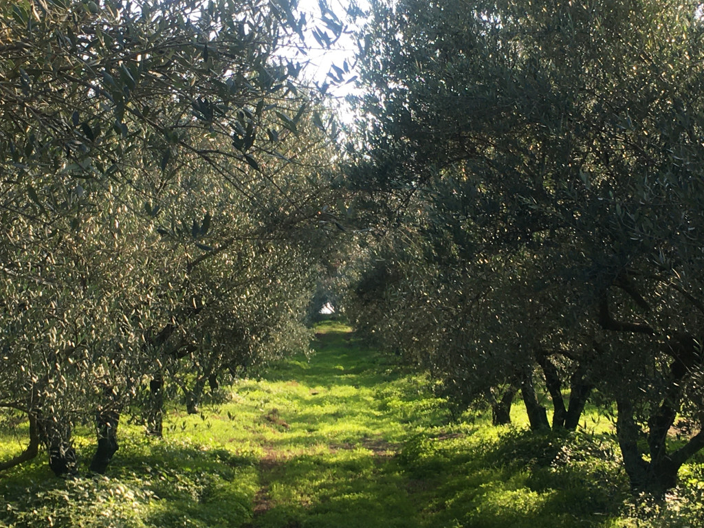 Laconiko olive grove 