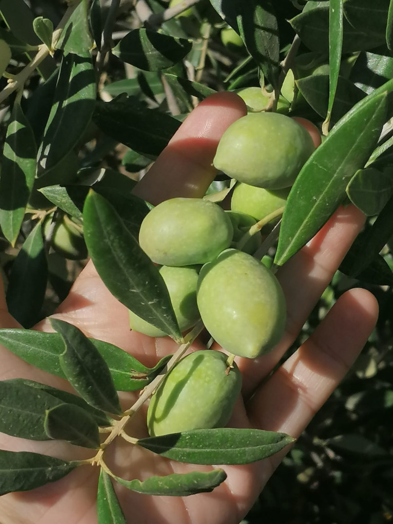 OLIOA Picual High Phenolic Olive Oil