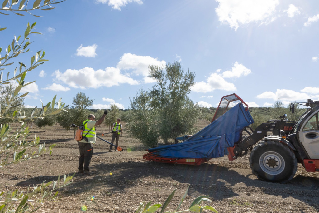 Olive Harvest for High Phenolic OLIOA brand 