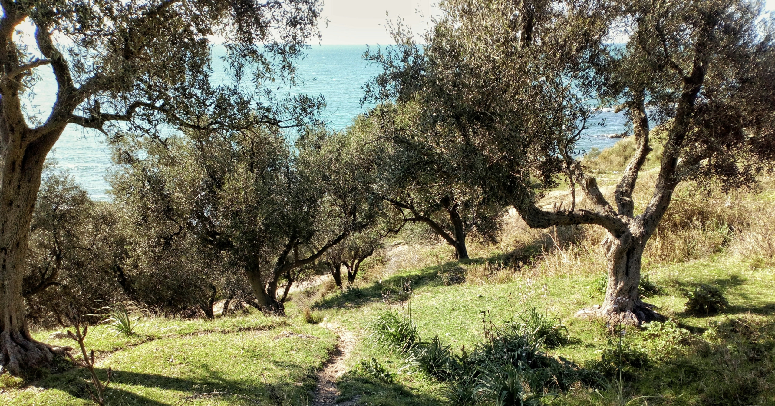 Olive grove overlooking the sea
